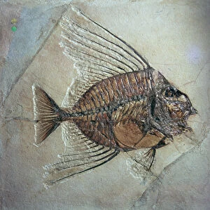Fossil of Acantonemus Subaureus