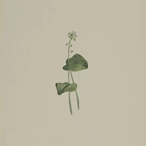 Green Adders Mouth (Malaxis unifolia), 1918. Creator: Mary Vaux Walcott