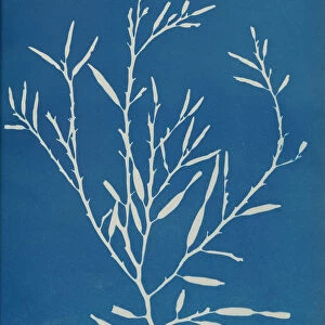 Halydrys siliquosa, ca. 1853. Creator: Anna Atkins