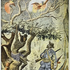 Killing Birds of Paradise, New Guinea, 1908