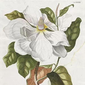 Plantae Selectae: No. 33 - Magnolia. Creator: Georg Dionysius Ehret (German, 1708-1770)