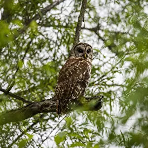 A Barred Owl (Strix Varia) Seeks Prey Among The Willows; Vian, Oklahoma, United States Of America