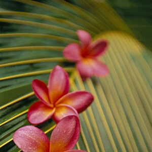 Close-Up Three Pink Plumeria Flowers On Coconut Palm Leaf Selective Focus