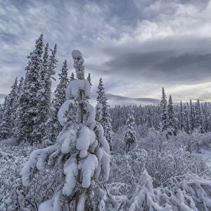 Clouds And Mist Envelop The Mountains While Snow Covers The Trees And Shrubs During Winter Along The Annie Lake Road, Near Whitehorse; Yukon, Canada