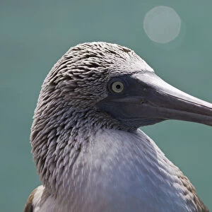 Ecuador, Galapagos Islands, Detail shot of a blue footed booby (Sula nebouxii excisa)