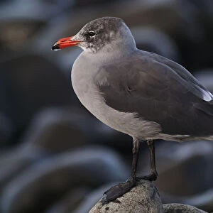 A Heermanns Gull (Larus Heermanni) Stands On A Rock; Seaside, Oregon, United States Of America
