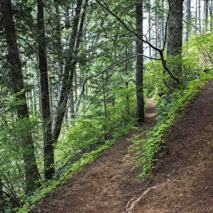 A Hiking Trail Goes Up Saddle Mountain; Hamlet, Oregon, United States Of America
