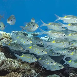 A look at schooling Goldspot emperor or bream (Gnathodentex aureolineatus) off the island of Yap, Micronesia; Yap, Federated States of Micronesia