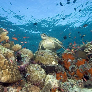Malaysia, Sipidan, Green Sea Turtle (Chelonia Mydas) On Colorful Coral Reef With Schooling Fish