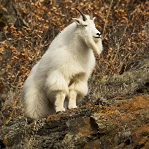 Mountain Goat (Oreamnos Americanus) Standing On A Rock Near Seward Highway, Near Anchorage; Alaska, United States Of America