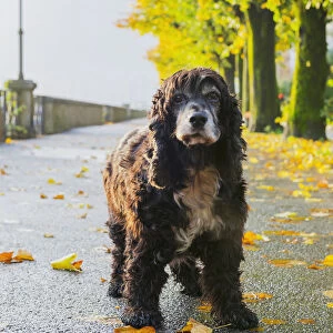 Portrait Of A Dog Standing On A Wet Path In Autumn; Locarno, Ticino, Switzerland