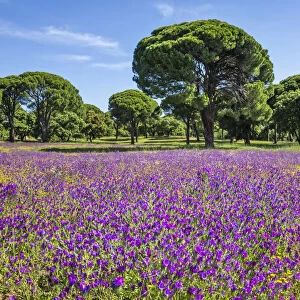 Purple flowers growing in a field