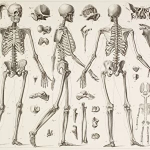 Skeleton Of A Fully Grown Human, After A 19Th Century Print