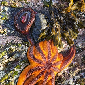 Detail View Of Sea Stars And Anemones In A Tidal Pool, Hesketh Island, Homer, Southcentral Alaska, USA