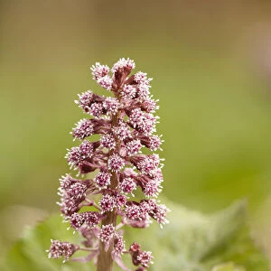 Flowers of a Butterbur (Petasites hybridus), gelderland, the Netherlands