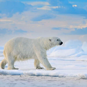 Polar Bear (Ursus maritimus) adult on snowy drift ice, Canada
