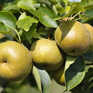 Pear, Nashi pear, Pyrus, Pyrus pyrifolia