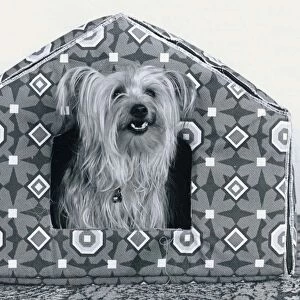 Animals Dogs Luxury Kennel for Cindy the Yorkshire terrier - little dog sitting in a
