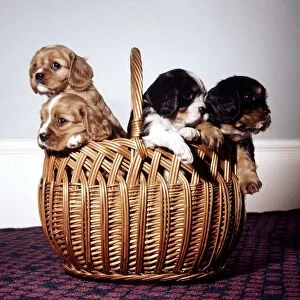 Animals Puppies in basket, dogs