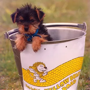 This Yorkshire Terrier puppy is doing its bit for charity