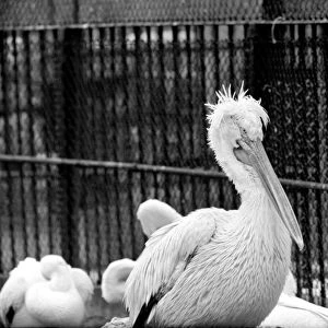 Zoo: Pelicans at London Zoo. January 1975 75-00004-010 Bad Hair Day