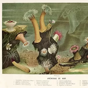 Sea anemone. Old 19th century Color lithography illustration from El Mundo Ilustrado 1880