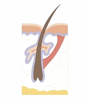 Cross section biomedical illustration of hair follicle