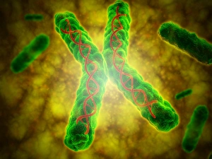 <b class=qtipBold><figcaption>Conceptual image of a telomere</figcaption></b><br>Conceptual image of a telomere. A telomere is a region of the DNA sequence at the end of a chromosome. Their function is to protect the ends of the chromosome from degradating.<br><em>© Stocktrek Images</em> Conceptual image of a telomere