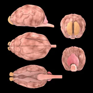Dog brain, multiple angles