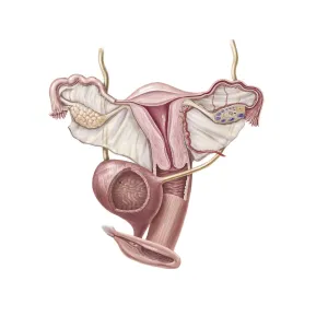 <b class=qtipBold><figcaption>Female reproductive organs</figcaption></b><br>Female reproductive organs, bladder and external anatomy.<br><em>© TriFocal Communications/Stocktrek Images</em> Female reproductive organs