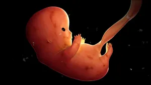 Fetus development at 8 weeks
