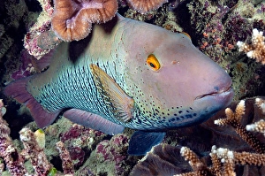 The initial phase of a two-colored parrotfish