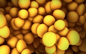 Microscopic view of staphylococcus