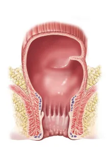 Detail of normal rectum and anus