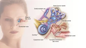 Structures of the inner ear