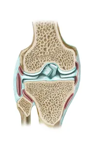 Front view of knee section to show interior structures